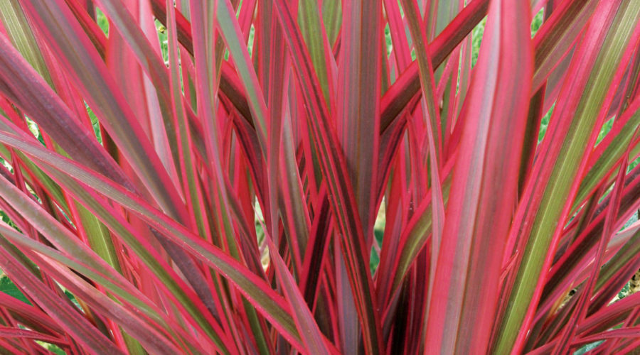 fall grasses