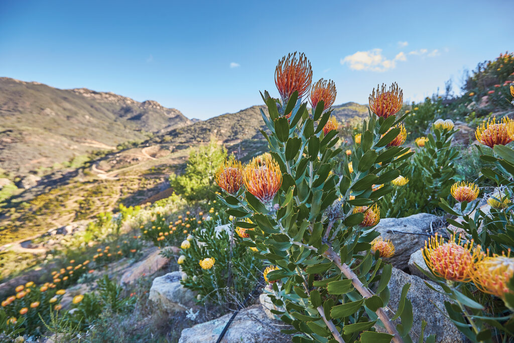 Pincushion Protea