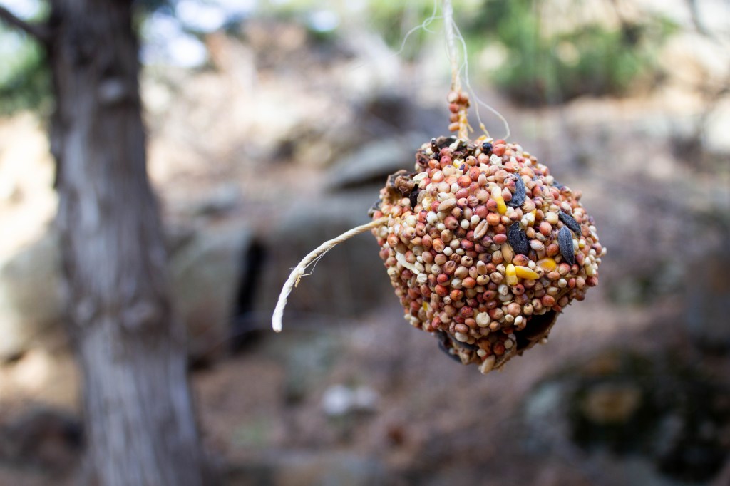 Make a Pine-Cone Bird Feeder