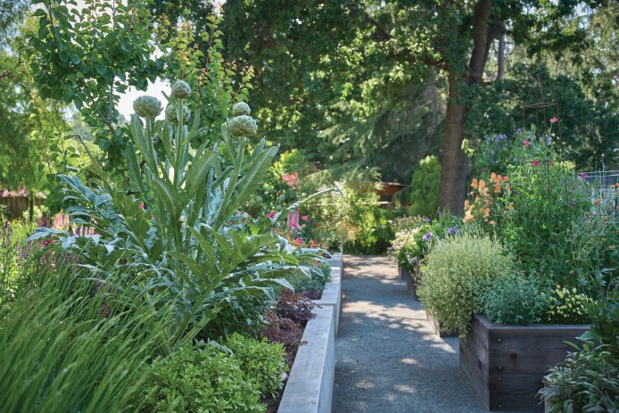 Artichokes in Raised Beds