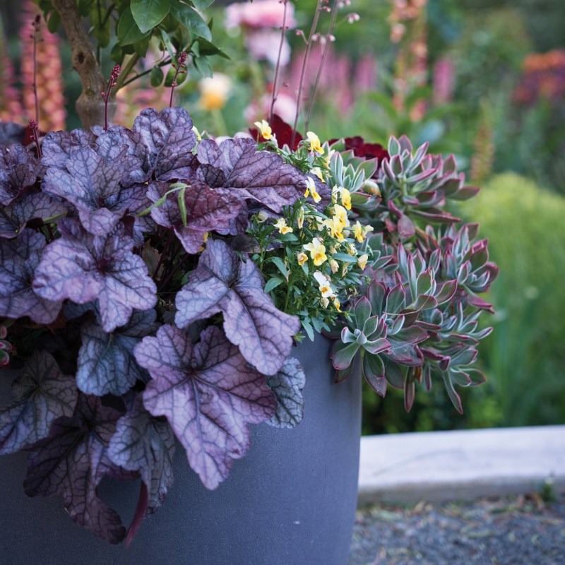 Container Plant Detail