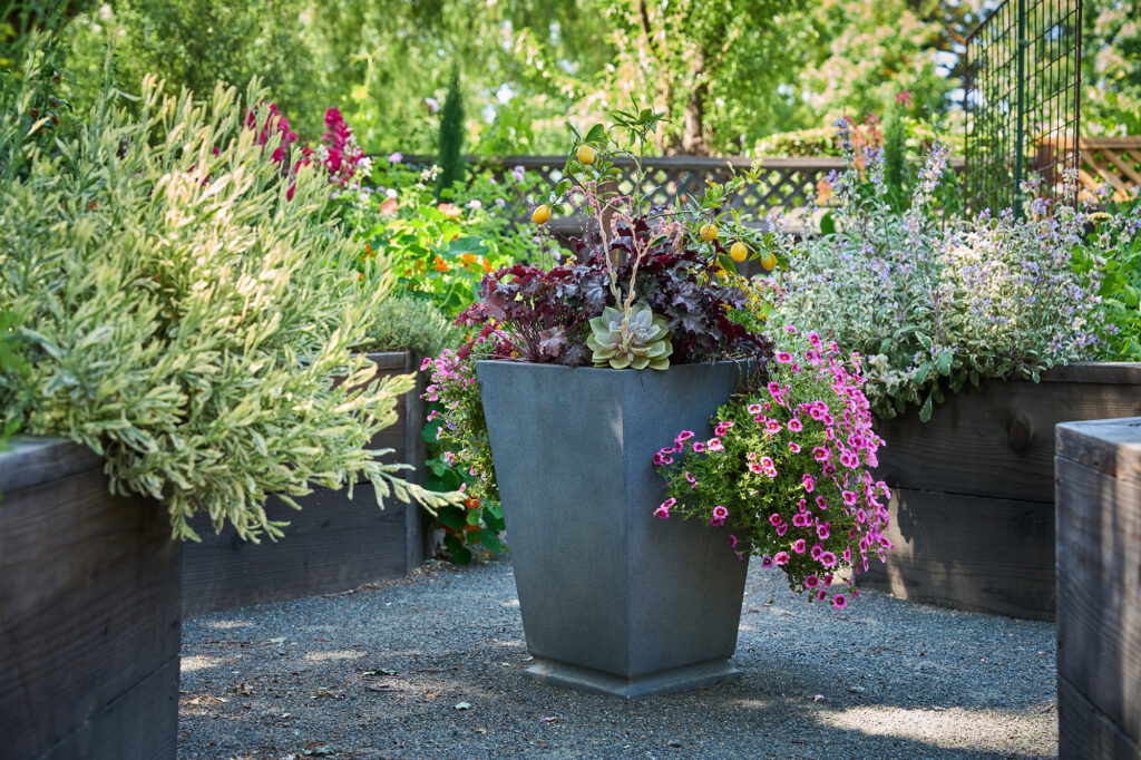 Pine House Edible Gardens Container Plant