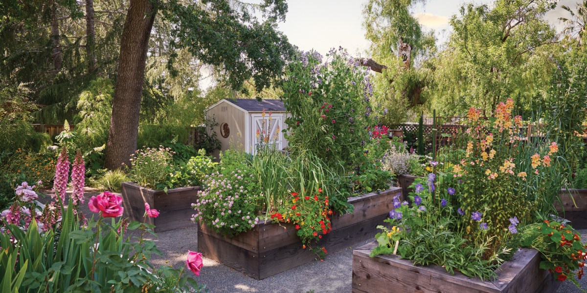 Pine House Raised Beds