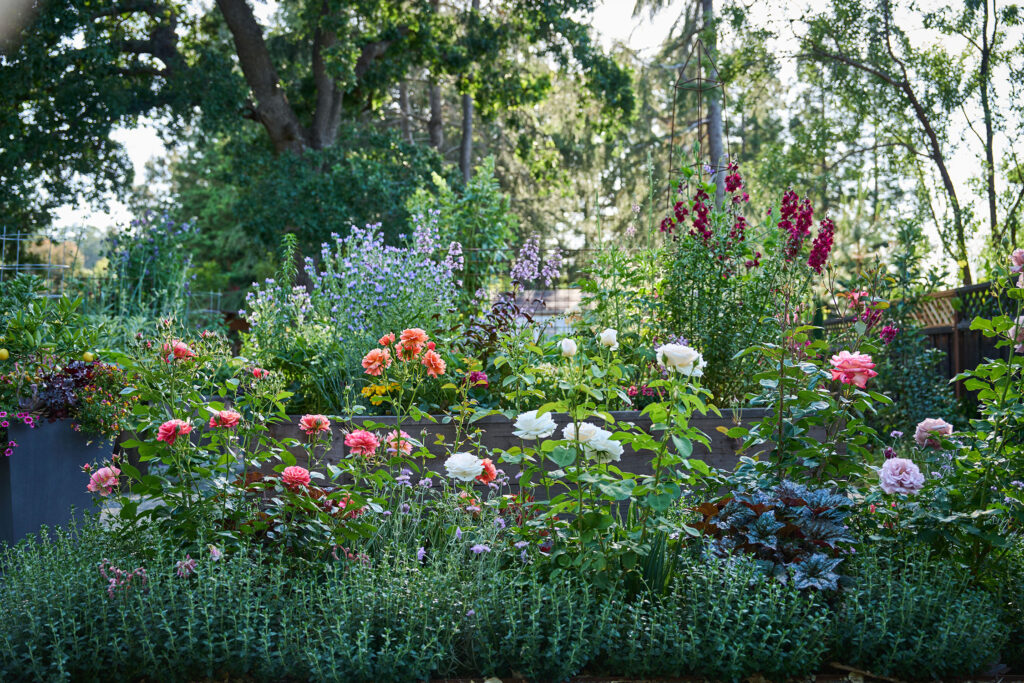 Pine House Edible Gardens Roses
