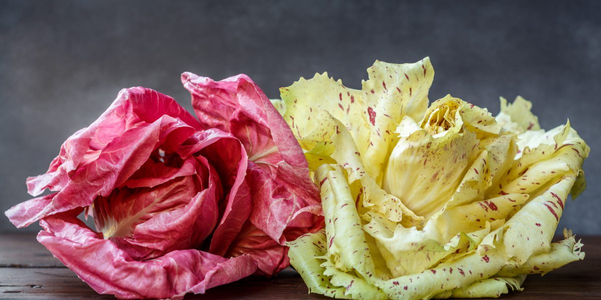 pink radicchio