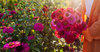 Pink Zinnias Flower Garden