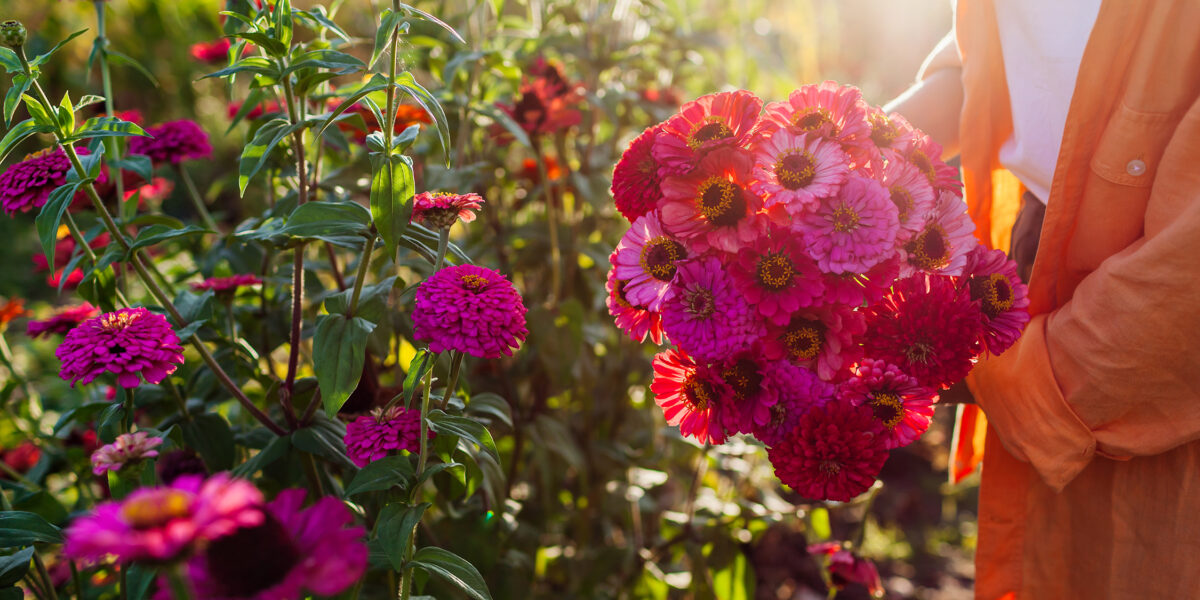 Pink Zinnias Flower Garden