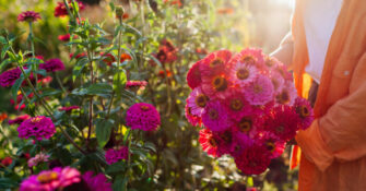 Pink Zinnias Flower Garden