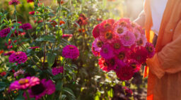 Pink Zinnias Flower Garden