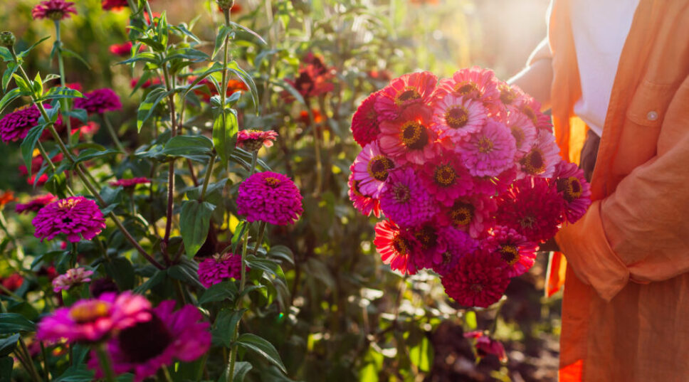 8 Things You Need to Do to Help Your Garden Beat the Summer Heat