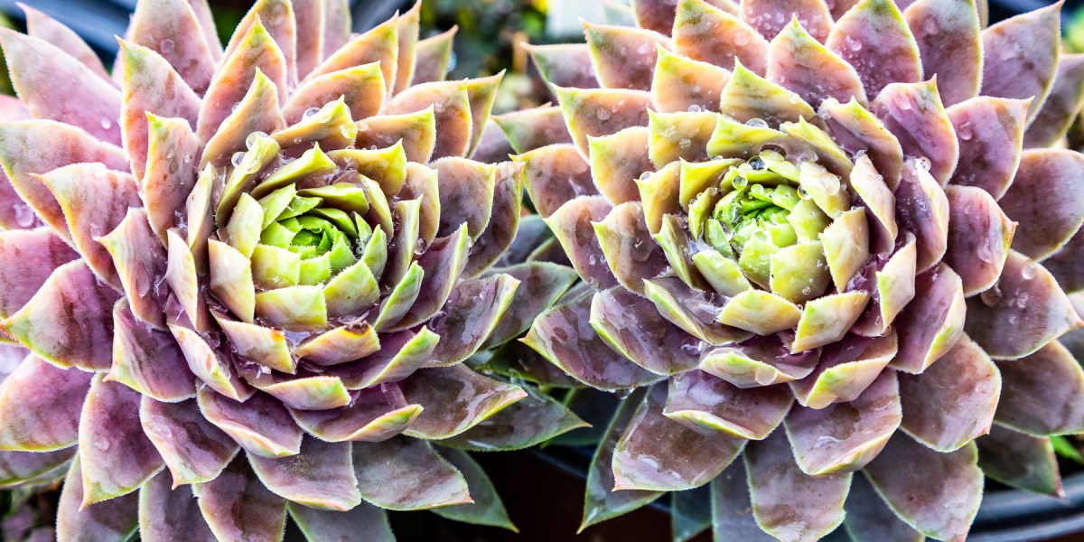 Supersemps Hens and Chicks