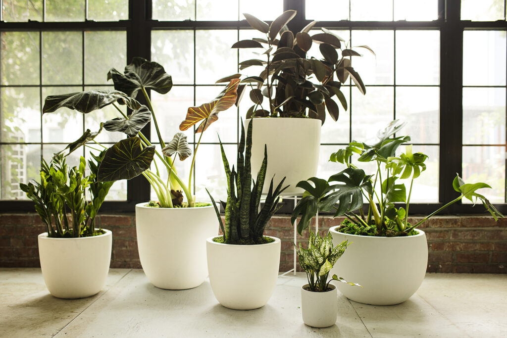 Intentionality in Plant Design