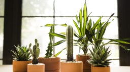 Artful Plant Grouping