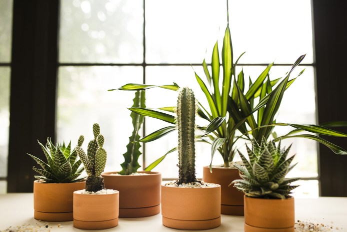 Artful Plant Grouping