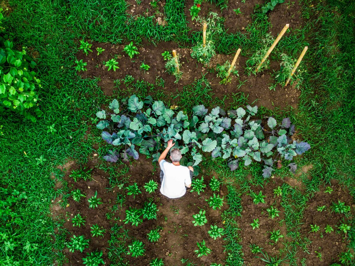 Over-Fertilizing