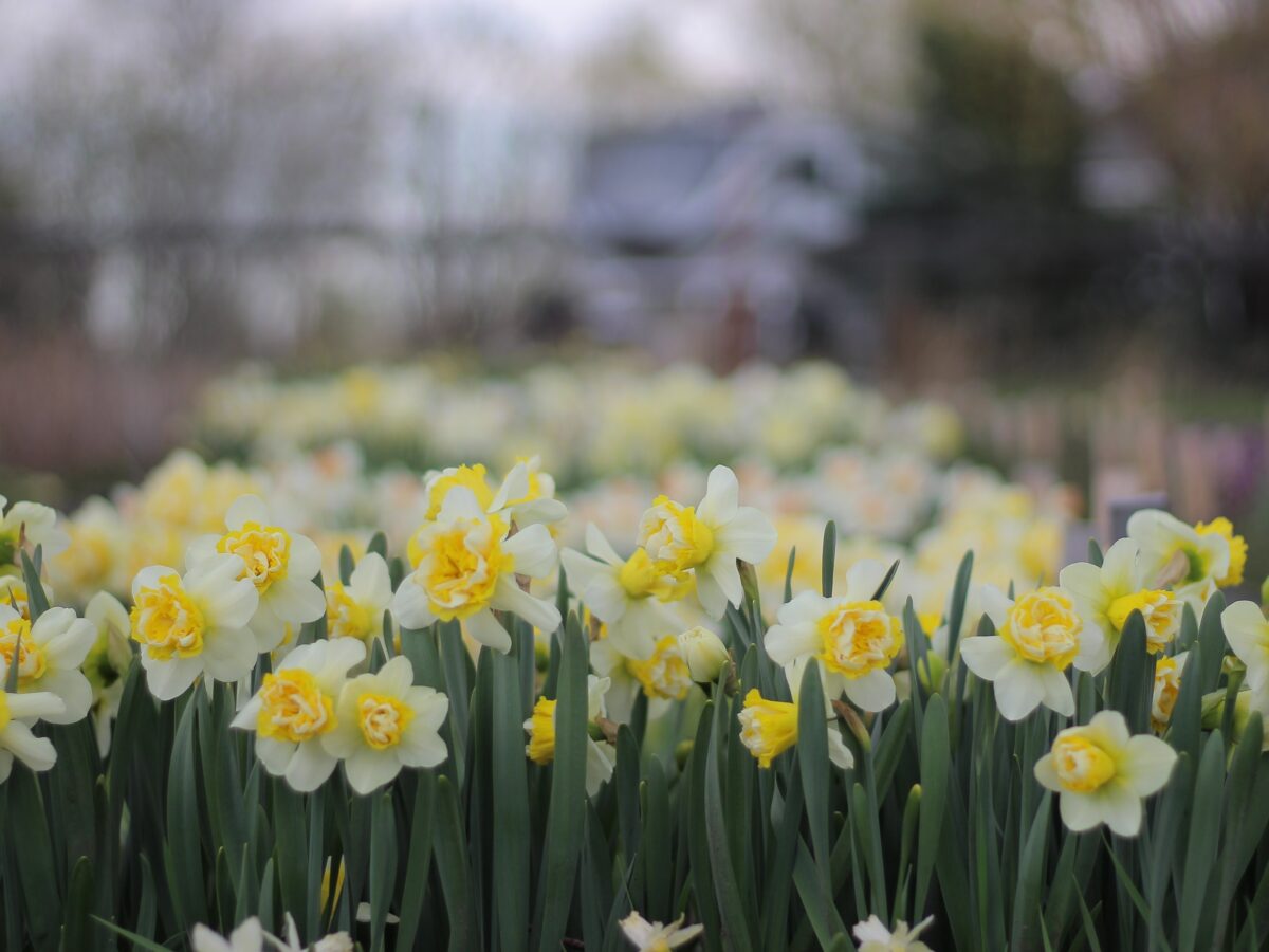 Flower Hat Farm Daffodils