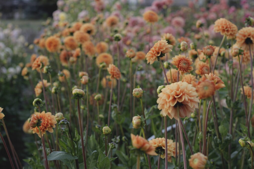 Orange Dahlias