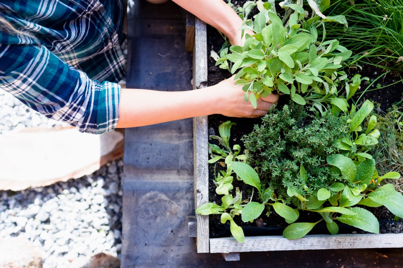 7 Ways to Grow, Gift, and Garnish Herbs for the Holidays