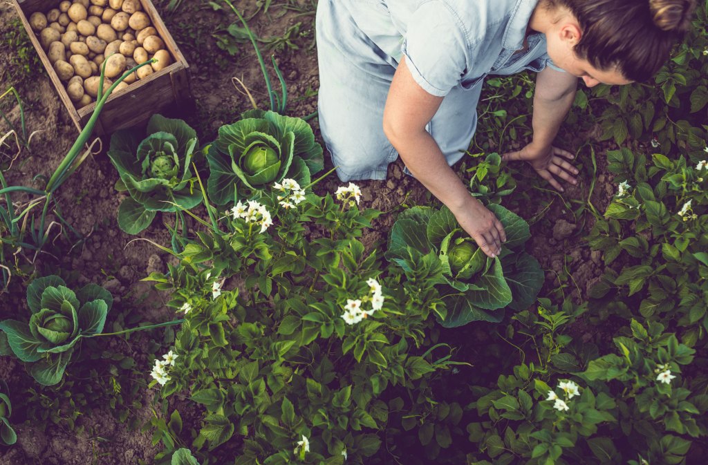 8 Surprising Must-Have Seeds for Your Vegetable Garden