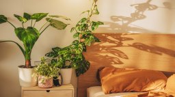 Plants in Bedroom