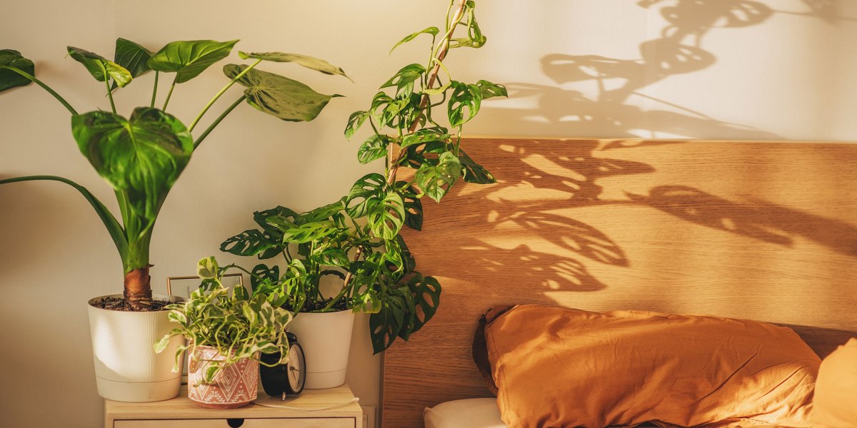 Plants in Bedroom