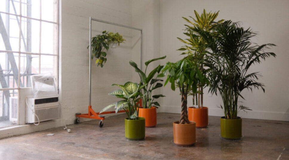 6 Ways Caring for Your Houseplants Can Be a Form of Self-Care