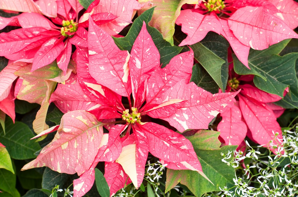 These Gorgeous Poinsettias Will Keep Your Spirits Bright
