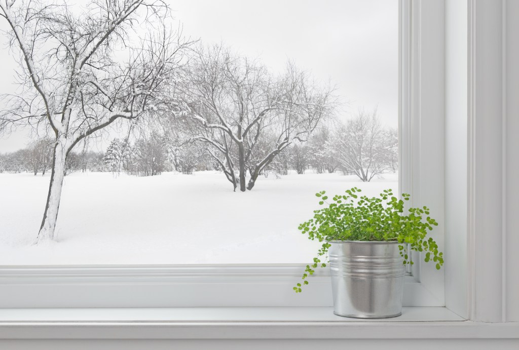 Give Your Tender Garden Plants an Indoor Winter Staycation