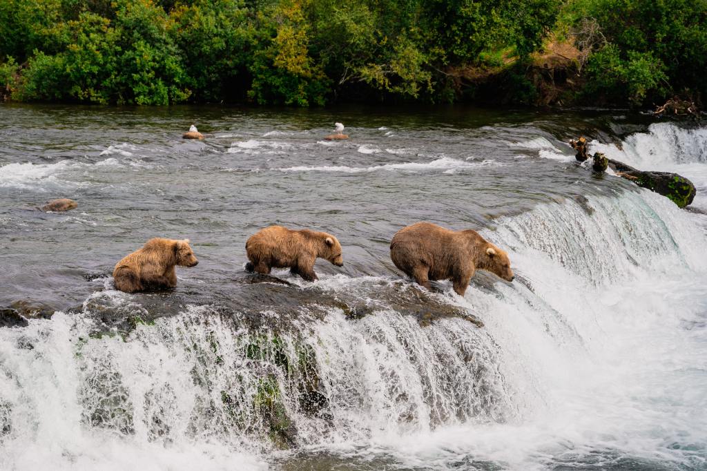 Seeing Bears at Katmai Park in Alaska Just Got a Whole Lot Easier and Safer–for You and the Bears