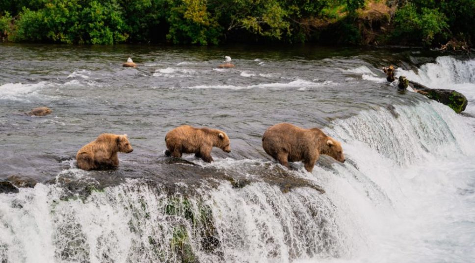 Which Brown Bear Was Named Alaska’s Fattest?