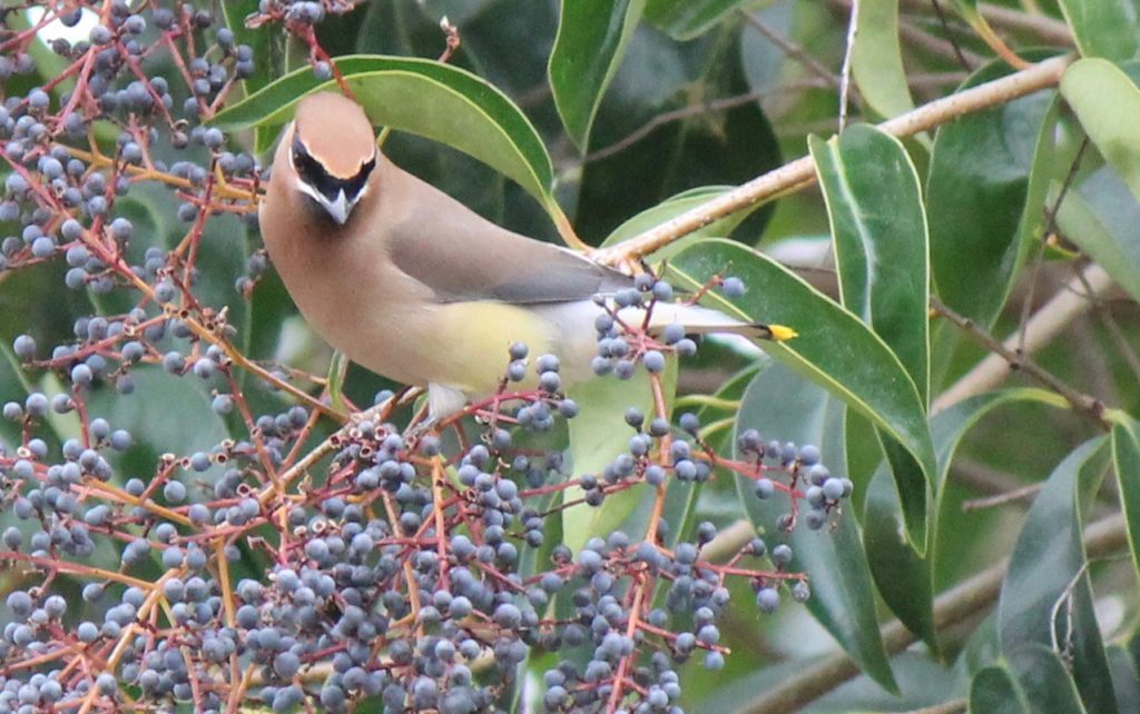 Cedar Waxwing