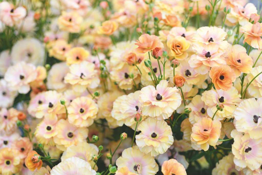 FYI, This Is the ‘It’ Flower That Will Be Trending All Summer Long