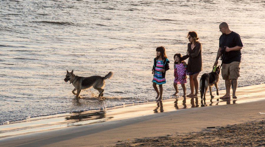 dog-park-rosies-dog-beach-long-beach-ca