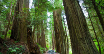 State Park: Jedediah Smith Redwoods (Crescent City, CA)