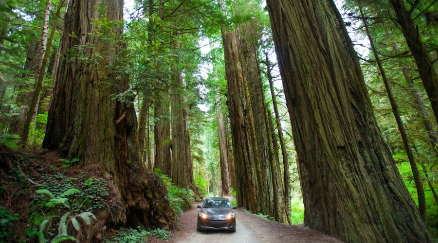 state-park-jedediah-smith-redwoods-crescent-city-ca