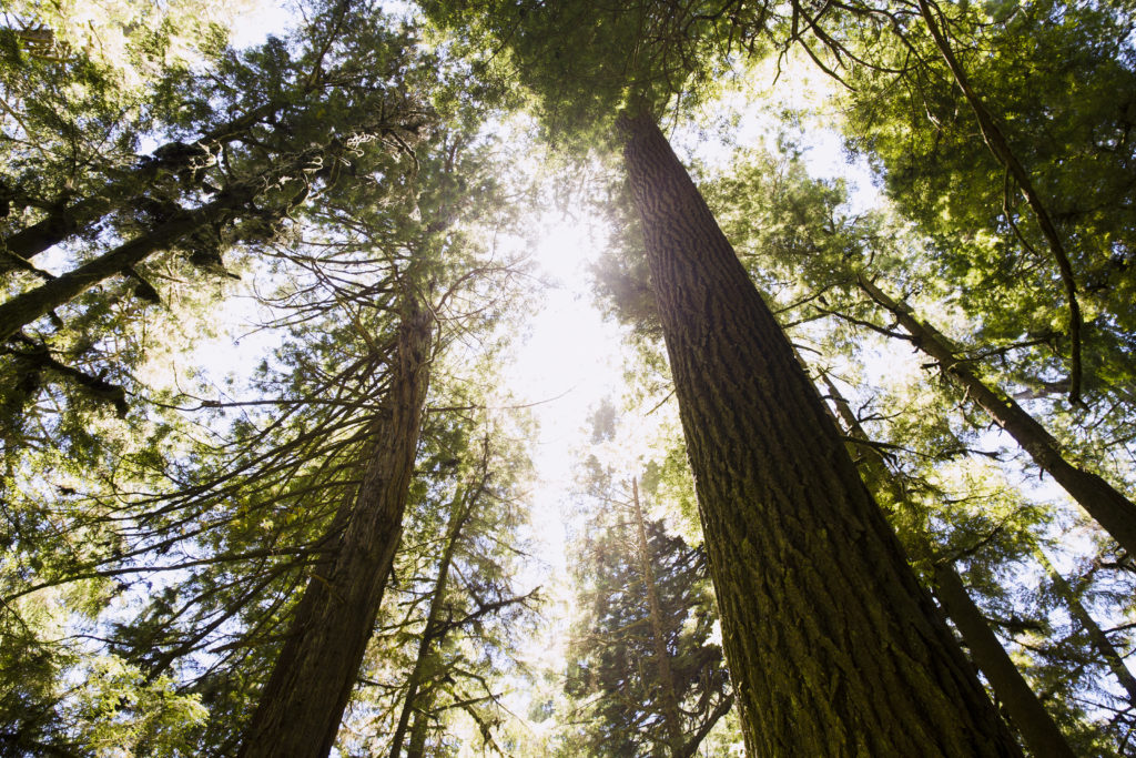 Lush, Lush Life at Redwood National Park, CA