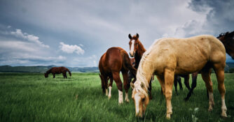 Reid Creek Horses