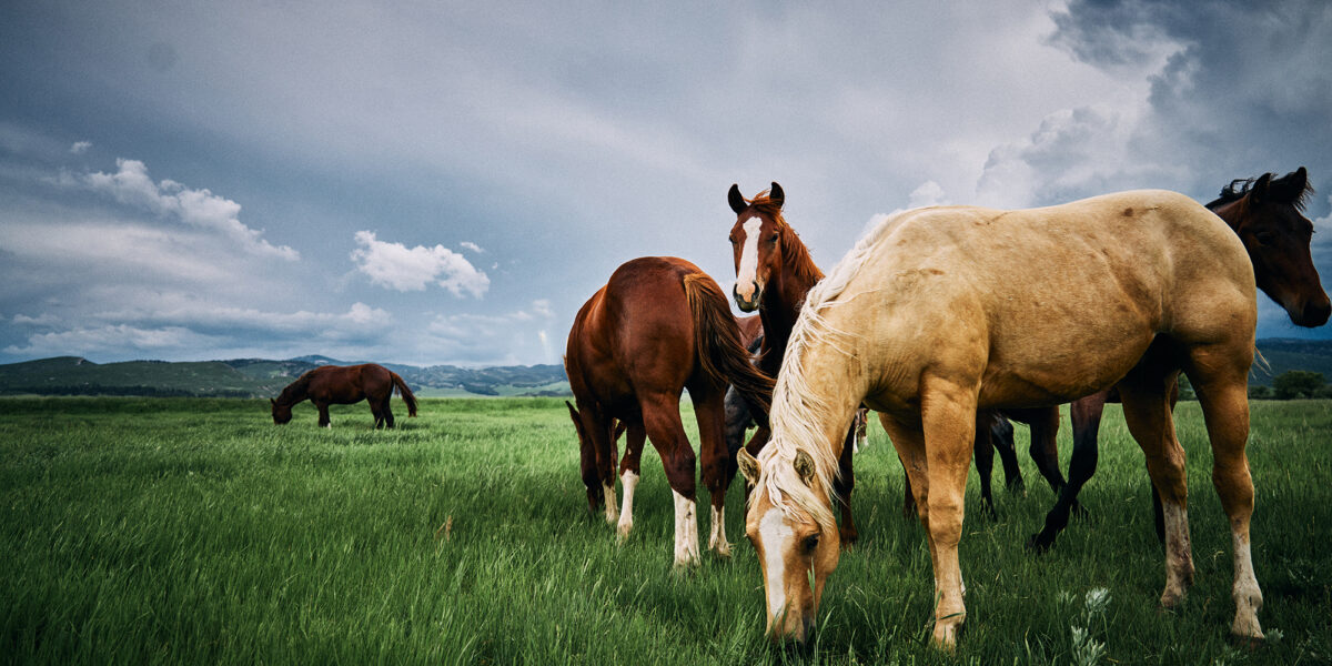 Reid Creek Horses