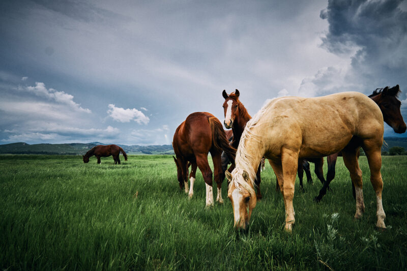 Live Out Your Western Fantasies at These Rad Ranches