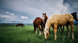 Reid Creek Horses