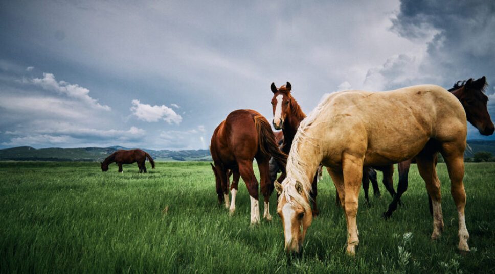 Live Out Your Western Fantasies at These Rad Ranches