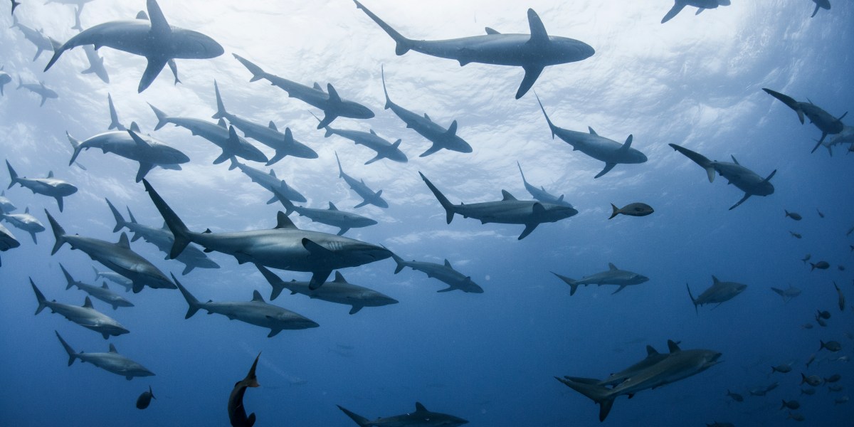 Underwater sharks at Revillagigedo
