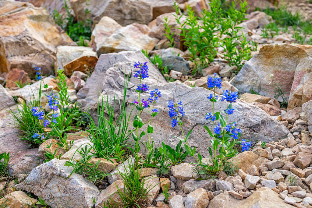 Rocky Mountain Beardtongue Penstemon Strictus