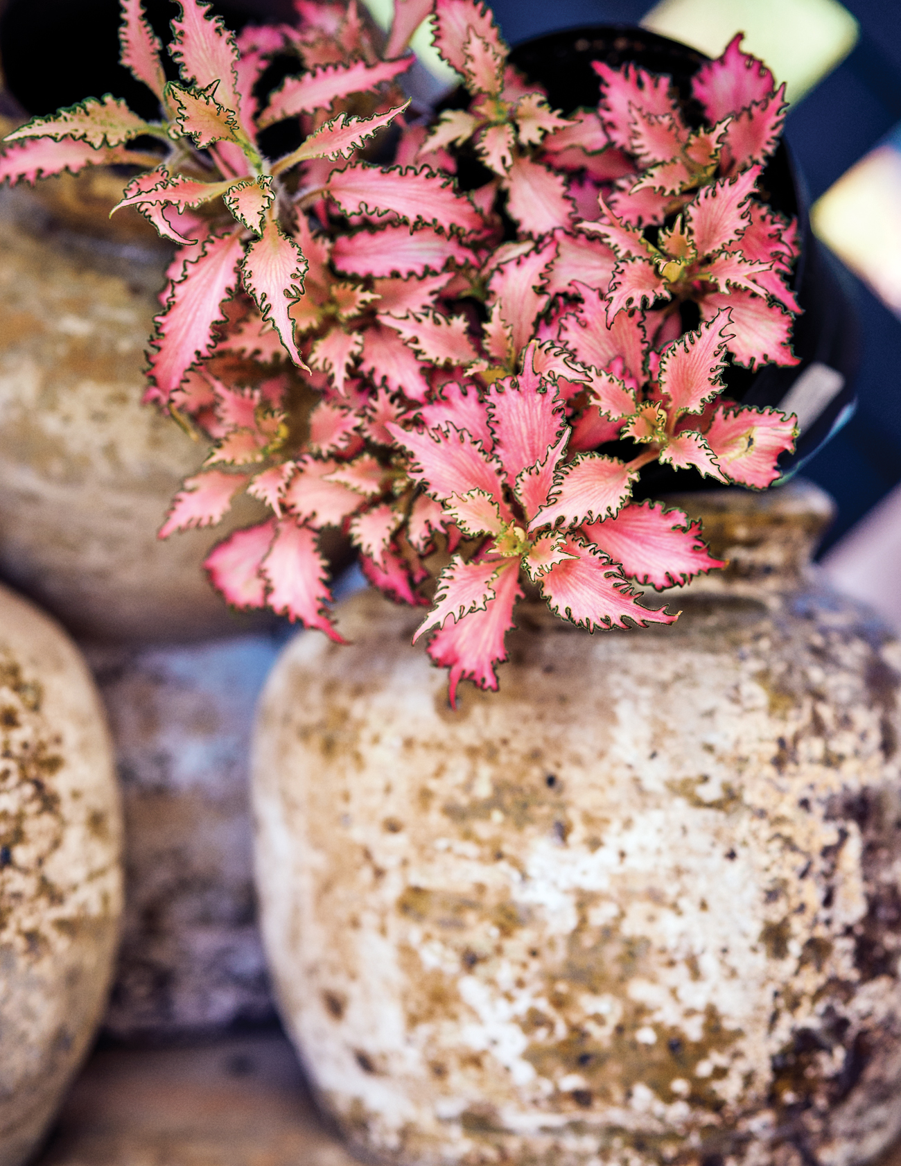 Rolling Greens Holiday House Plant Pink Forest Flame