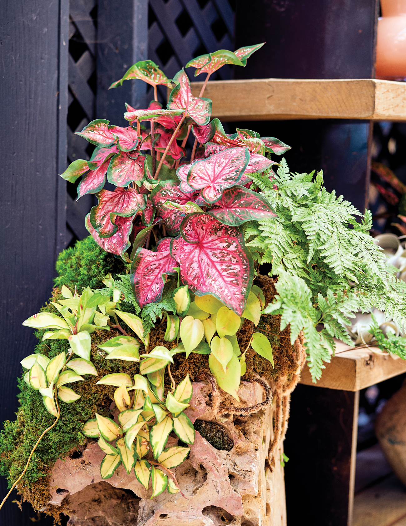 Rolling Greens Holiday Houseplants