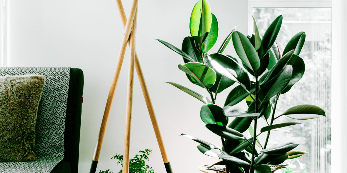 The Best Houseplants for the Most Challenging Conditions