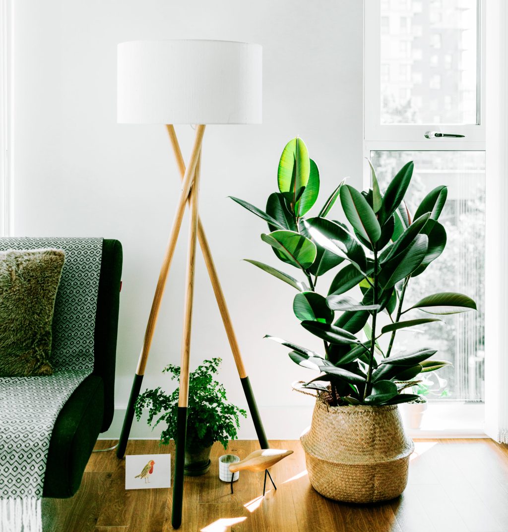 Good Plants for Bad Spaces: How to Get Your Greenery Thriving in the Most Challenging Conditions