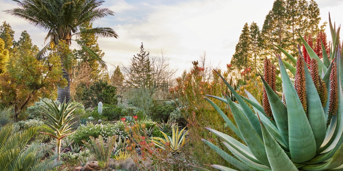 Ruth Bancroft Garden from Designing the Lush Dry Garden