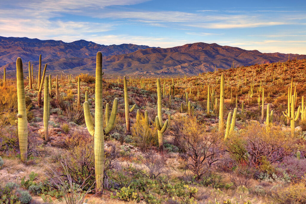 Saguaro National Park