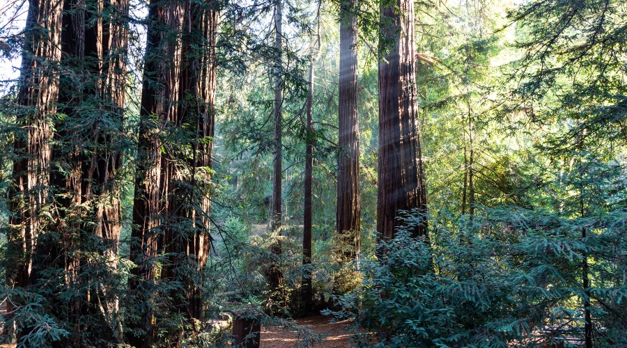 The 3 Most Underrated Bay Area Campsites